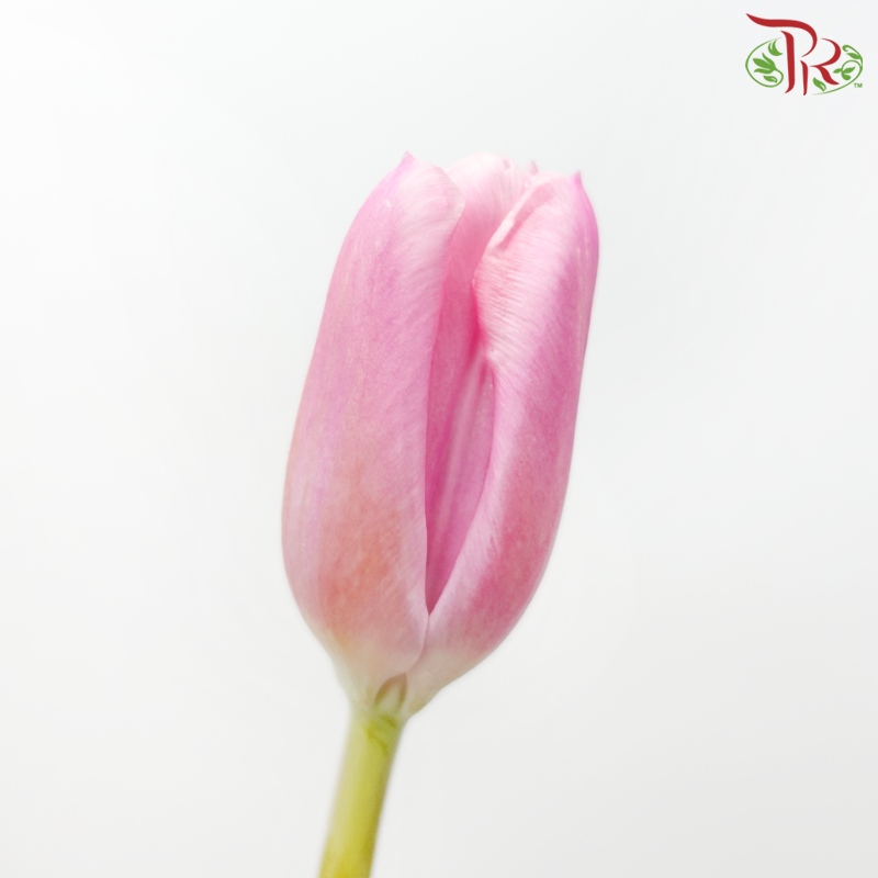 Tulip - Tea Rose Pink (5 Stems / 10 Stems)-China-prflorist.com.my