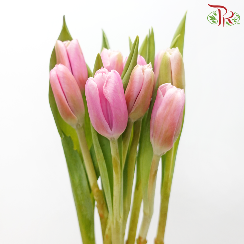 Tulip - Tea Rose Pink (5 Stems / 10 Stems)-China-prflorist.com.my