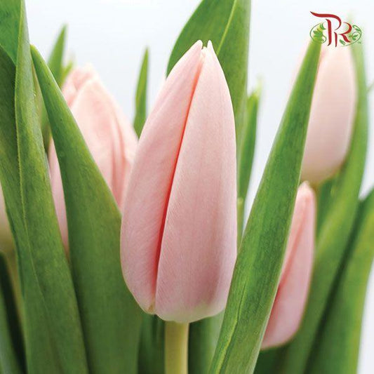 Tulip - Thijs Boots (5 Stems / 10 Stems)-Netherland-prflorist.com.my