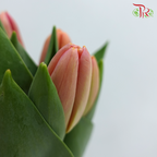 Tulip - Time Out (5 Stems / 10 Stems)-Netherland-prflorist.com.my