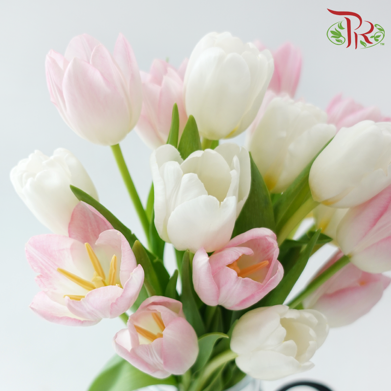 Tulip Vase Arrangement (With Color Options)-Pudu Ria Florist-prflorist.com.my