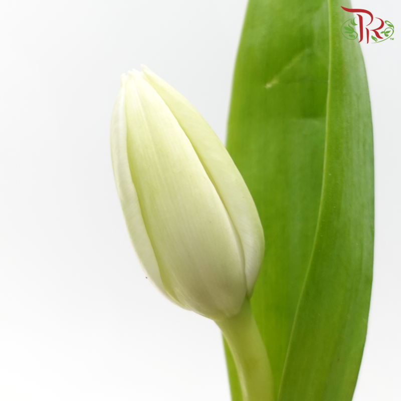 Tulip - White (5 Stems / 10 Stems)-China-prflorist.com.my