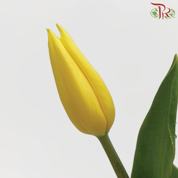 Tulip - Yellow Sunshine (9-10 Stems)-Thailand-prflorist.com.my