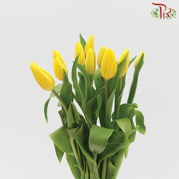 Tulip - Yellow Sunshine (9-10 Stems)-Thailand-prflorist.com.my