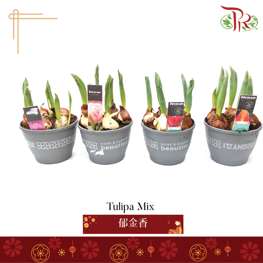 Tulipa Mix 郁金香-Pudu Ria Florist-prflorist.com.my