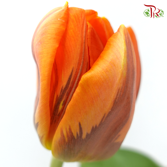 Tulip -Hermitage (5 Stems / 10 Stems)