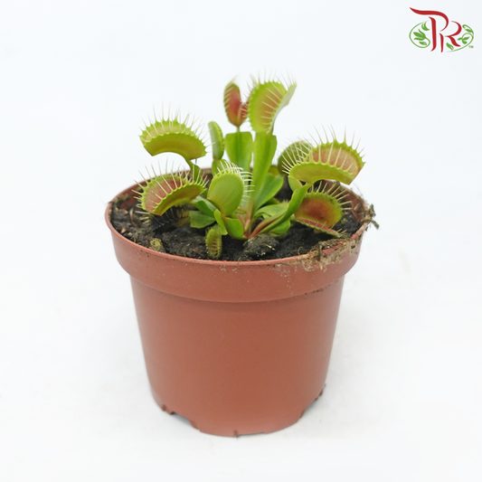 Venus Flytrap-Dionaea Muscipula 105P《捕蝇草》-Pudu Ria Florist-prflorist.com.my