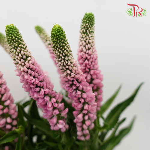 Veronica - Pink (10 Stems)-Pink-China-prflorist.com.my