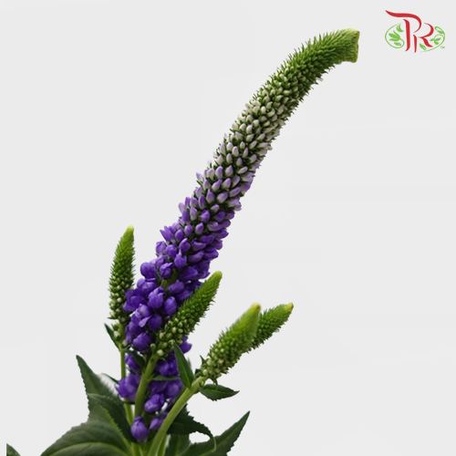 Veronica - Purple (10 Stems)-Purple-China-prflorist.com.my