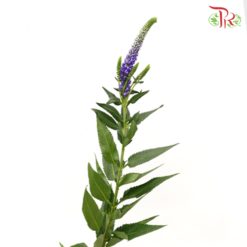 Veronica - Purple (10 Stems)-Purple-China-prflorist.com.my
