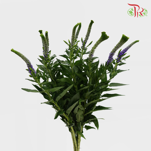 Veronica - Purple (10 Stems)-Purple-China-prflorist.com.my