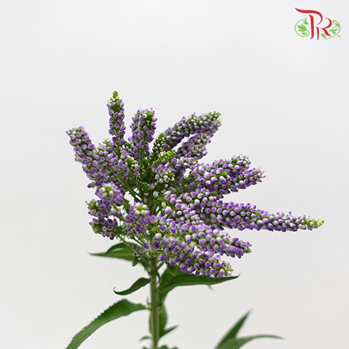 Veronica Spray-Purple-China-prflorist.com.my