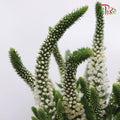 Veronica - White (10 Stems)-White-China-prflorist.com.my
