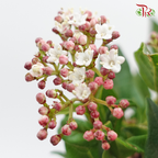 Viburnum Flower 地中海莱蒾- Pink (Per Bunch)-Pink-China-prflorist.com.my