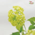 Viburnum Green 60cm - (5 Stems)-Green-Netherland-prflorist.com.my