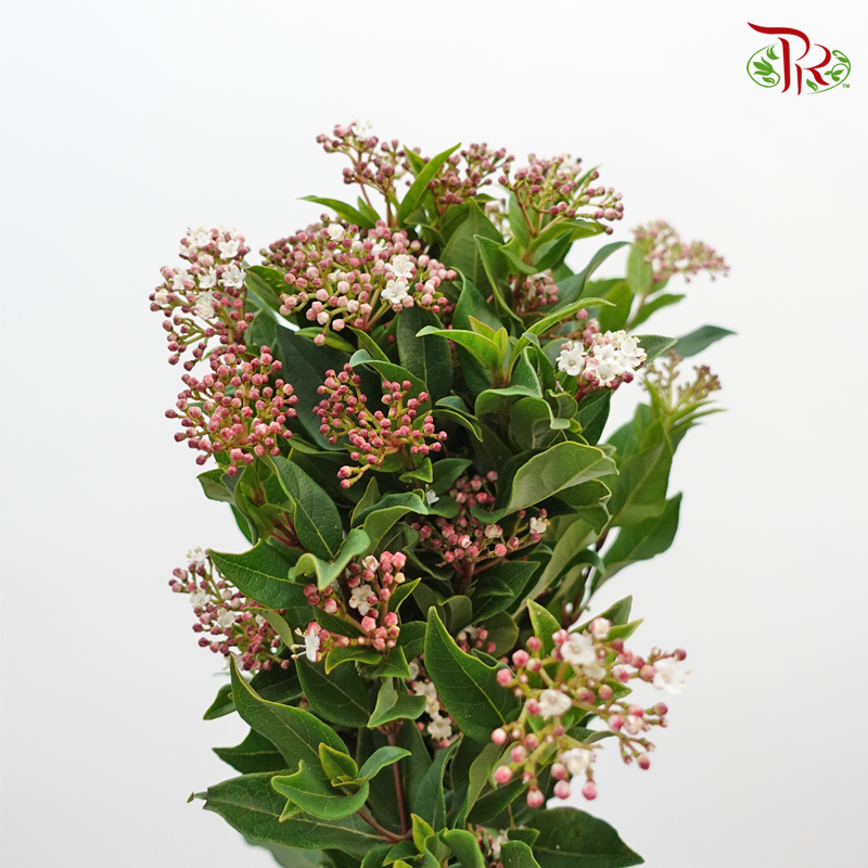 Viburnum Berry - (Per Bunch) - Pudu Ria Florist