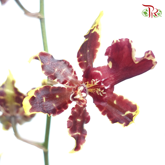 Orchid Oncidium Dancing Lady- Gold Red- Maroon With Yellow Line - (5 Stems) - Pudu Ria Florist