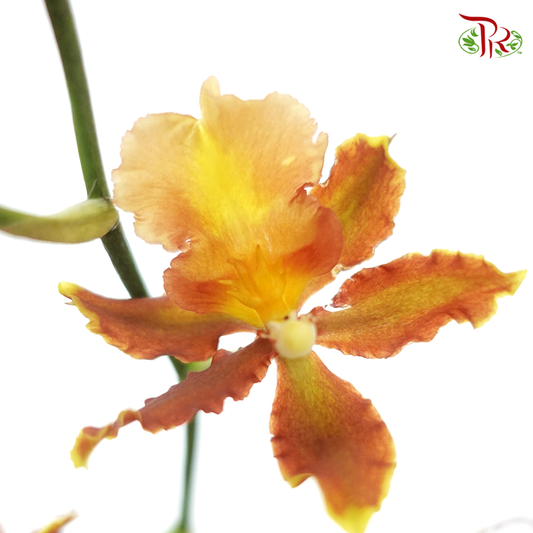 Orchid Oncidium Dancing Lady- Spring Maple -Golden Brown - (5 Stems) - Pudu Ria Florist