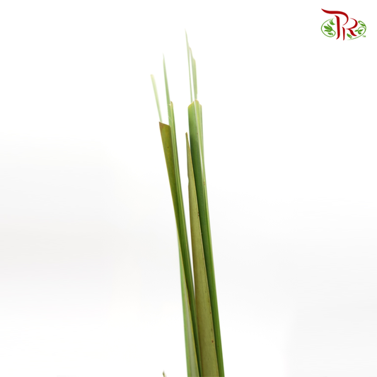 Water Candle Leaf (Per Bundle)-Green-Malaysia-prflorist.com.my