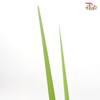 Water Candle Leaf (Per Bundle)-Green-Malaysia-prflorist.com.my