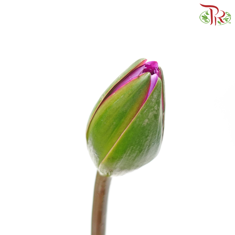 Water Lily - Purple (10 Stems)-Purple-China-prflorist.com.my