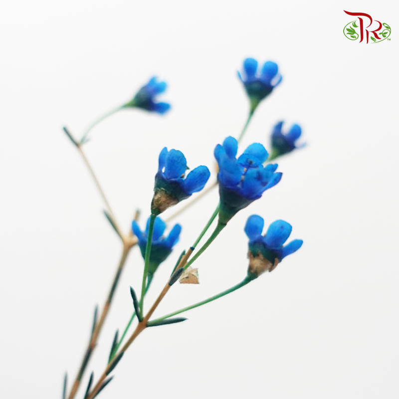 Wax Flower - Blue (Per Bunch)-Blue-China-prflorist.com.my