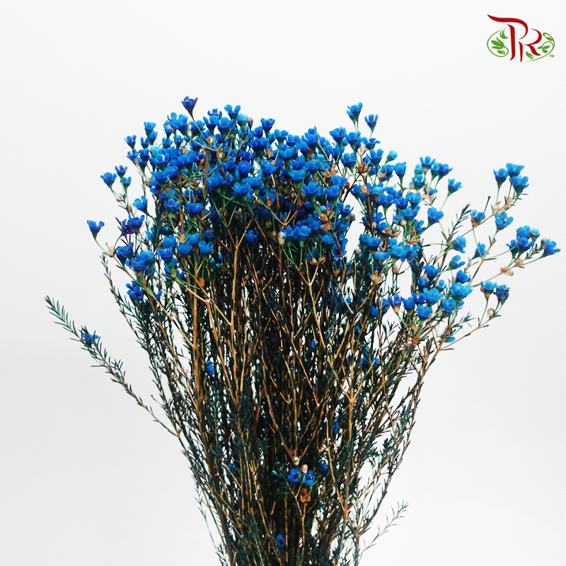 Wax Flower - Blue (Per Bunch)-Blue-China-prflorist.com.my