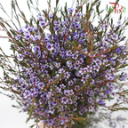Wax Flower - Bright Purple (Per Bunch)-Bright Purple-China-prflorist.com.my