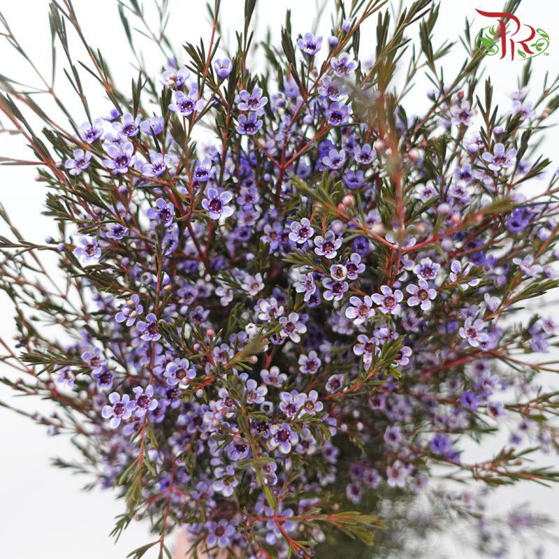 Wax Flower - Bright Purple (Per Bunch)-Bright Purple-China-prflorist.com.my