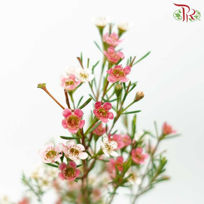 Wax Flower - Cherry Pink (Per Bunch)-Cherry Pink-China-prflorist.com.my