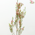 Wax Flower - Cherry Pink (Per Bunch)-Cherry Pink-China-prflorist.com.my