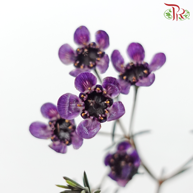 Wax Flower - Dark Purple (Per Bunch)-Purple-China-prflorist.com.my