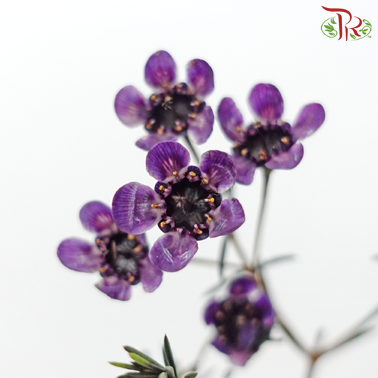 Wax Flower - Dark Purple (Per Bunch)-Purple-China-prflorist.com.my