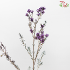 Wax Flower - Dark Purple (Per Bunch)-Purple-China-prflorist.com.my