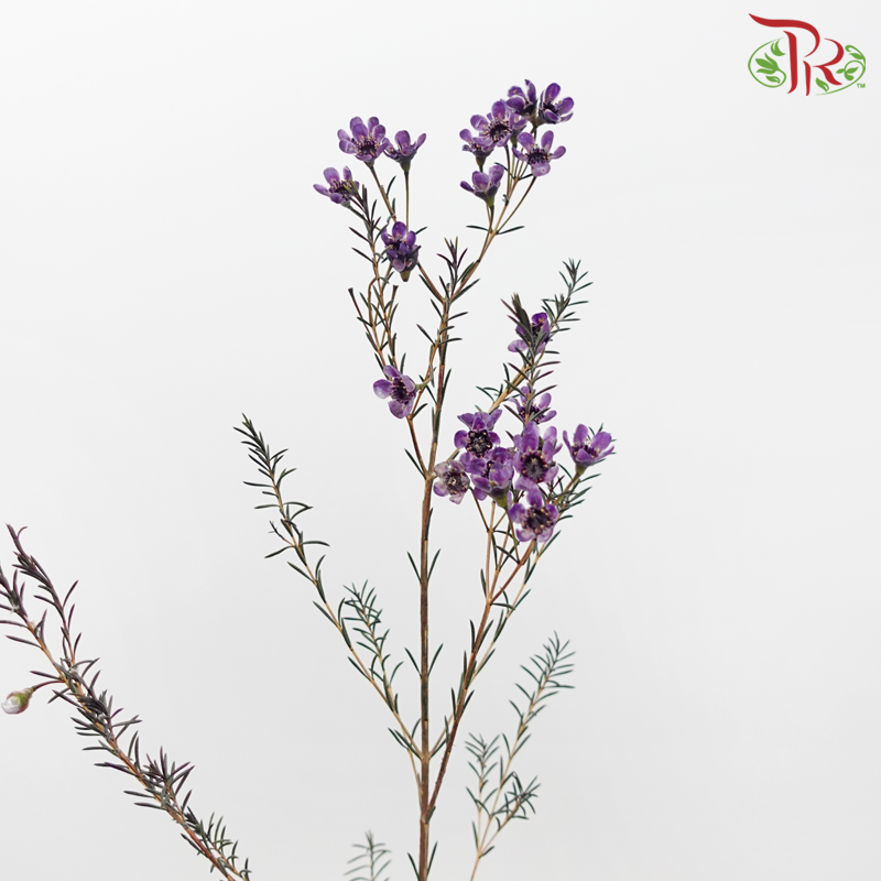 Wax Flower - Dark Purple (Per Bunch)-Purple-China-prflorist.com.my