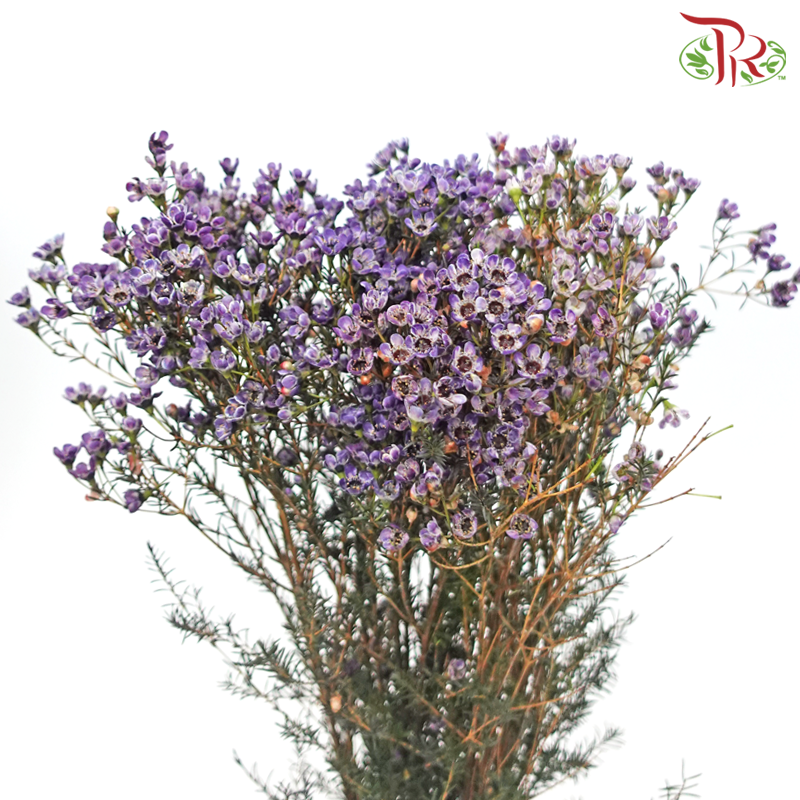 Wax Flower - Dark Purple (Per Bunch)-Purple-China-prflorist.com.my