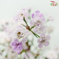 Wax Flower Pink Double Petals - Pink (Per Bunch)-Pink-Africa-prflorist.com.my