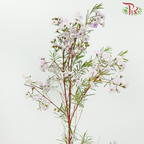 Wax Flower Pink Double Petals - Pink (Per Bunch)-Pink-Africa-prflorist.com.my