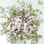 Wax Flower Pink Double Petals - Pink (Per Bunch)-Pink-Africa-prflorist.com.my