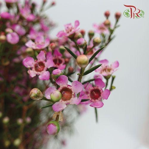 Wax Flower - Pink (Per Bunch)-Pink-China-prflorist.com.my