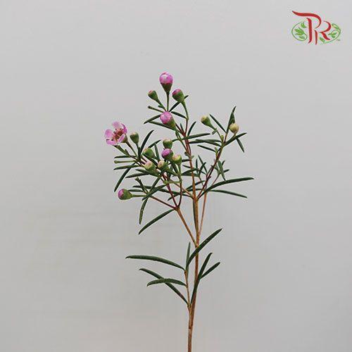 Wax Flower - Pink (Per Bunch)-Pink-China-prflorist.com.my