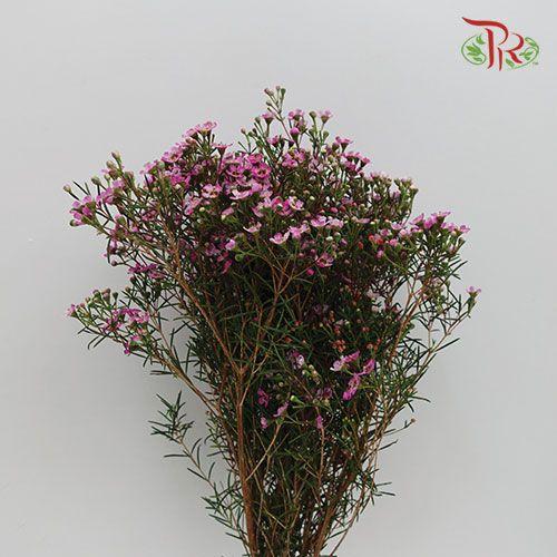 Wax Flower - Pink (Per Bunch)-Pink-China-prflorist.com.my