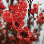 Wax Flower - Red (Per Bunch)-Red-China-prflorist.com.my