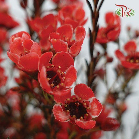 Wax Flower - Red (Per Bunch)-Red-China-prflorist.com.my