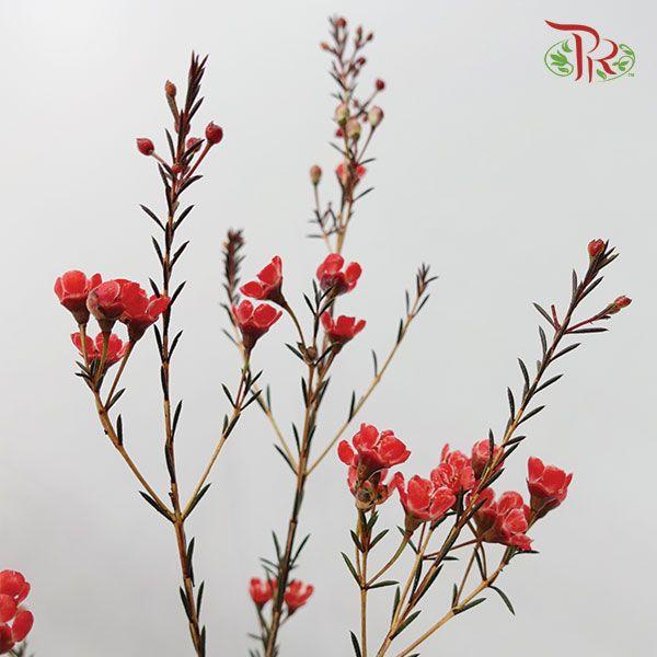 Wax Flower - Red (Per Bunch)-Red-China-prflorist.com.my