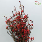 Wax Flower - Red (Per Bunch)-Red-China-prflorist.com.my