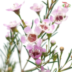Wax Flower - Sarah's Delight (5 Stems)-Lilac/Pink-Africa-prflorist.com.my