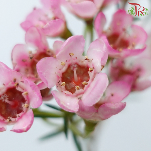 Wax Flower - Sweet Pink (Per Bunch)-Pink-China-prflorist.com.my