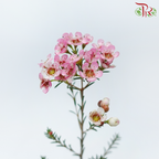 Wax Flower - Sweet Pink (Per Bunch)-Pink-China-prflorist.com.my