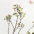 Wax Flower - White (Per Bunch)-White-China-prflorist.com.my